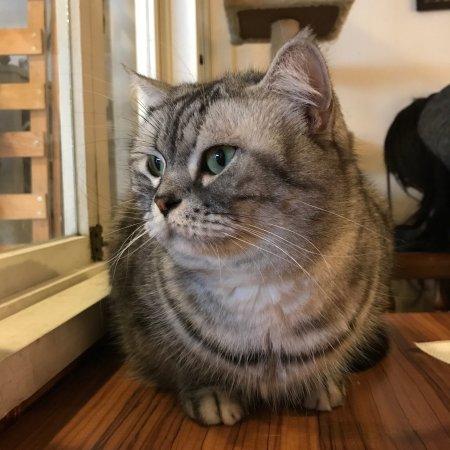 Mao
