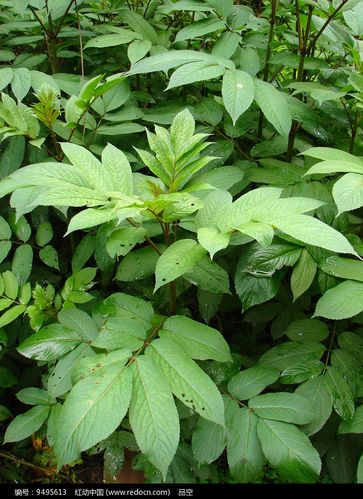药用植物的花技艺:全球700多种药用植物的100个问题解答