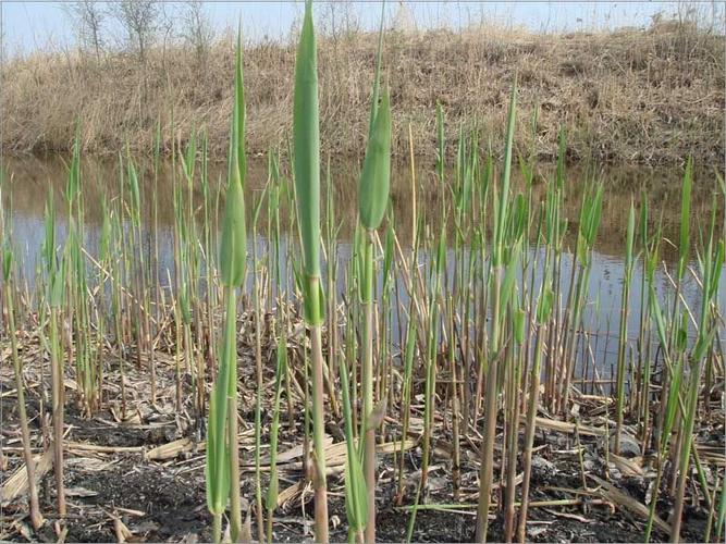 湿地植物365种水生彩se+tu鉴PDF
