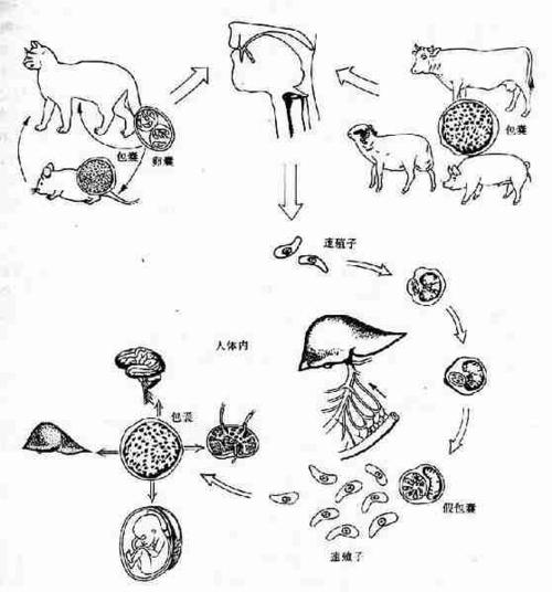 动物的生活史