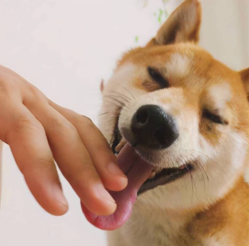 狗心