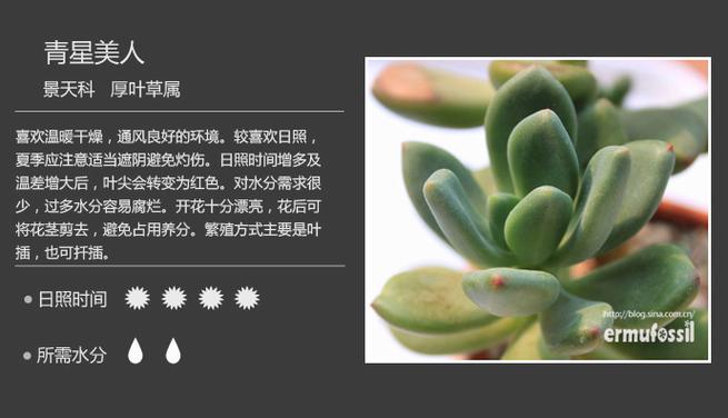 多肉植物图鉴：400多种多肉植物的详细介绍与图片
