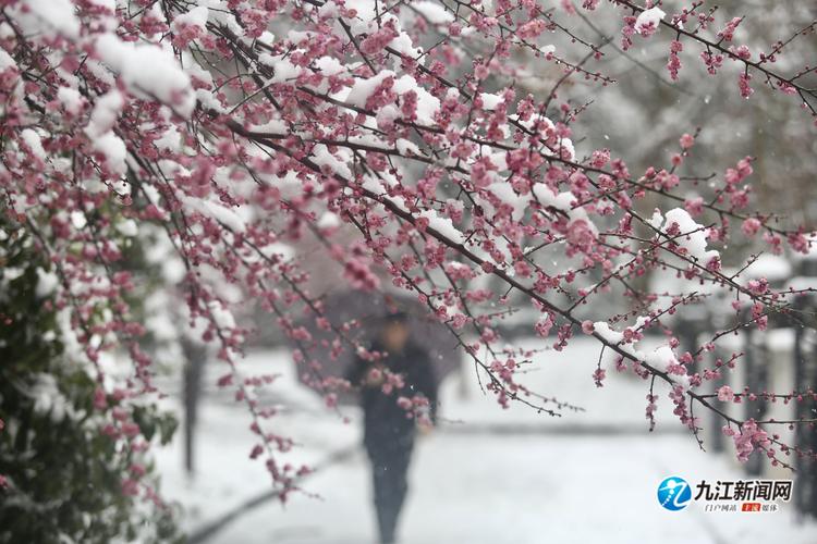 雪中全集