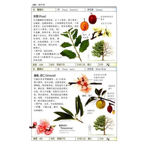 珍藏图鉴丛书:盆栽花草植物彩se+tu鉴