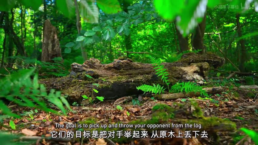 BBC自然探索系列:深度了解神秘大自然