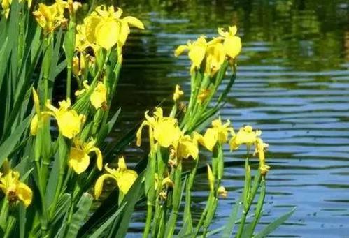 湿地植物彩se+tu鉴：365种水生、湿生、沼生植物的电子书（PDF格式）